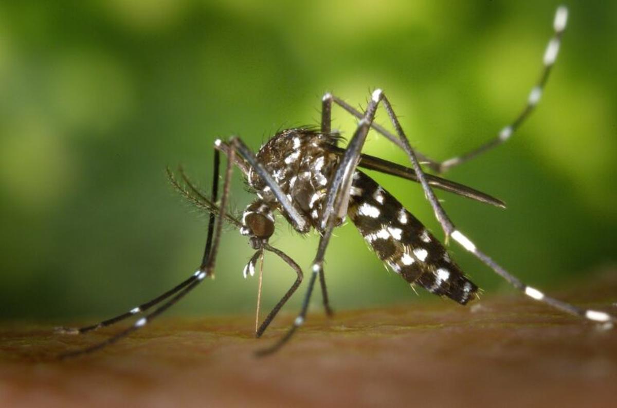 Gavà inicia el tratamiento para el control de mosquitos tigre en el municipio