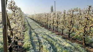 Arboles frutales cubiertos de hielo en una finca agricola en el Segrià