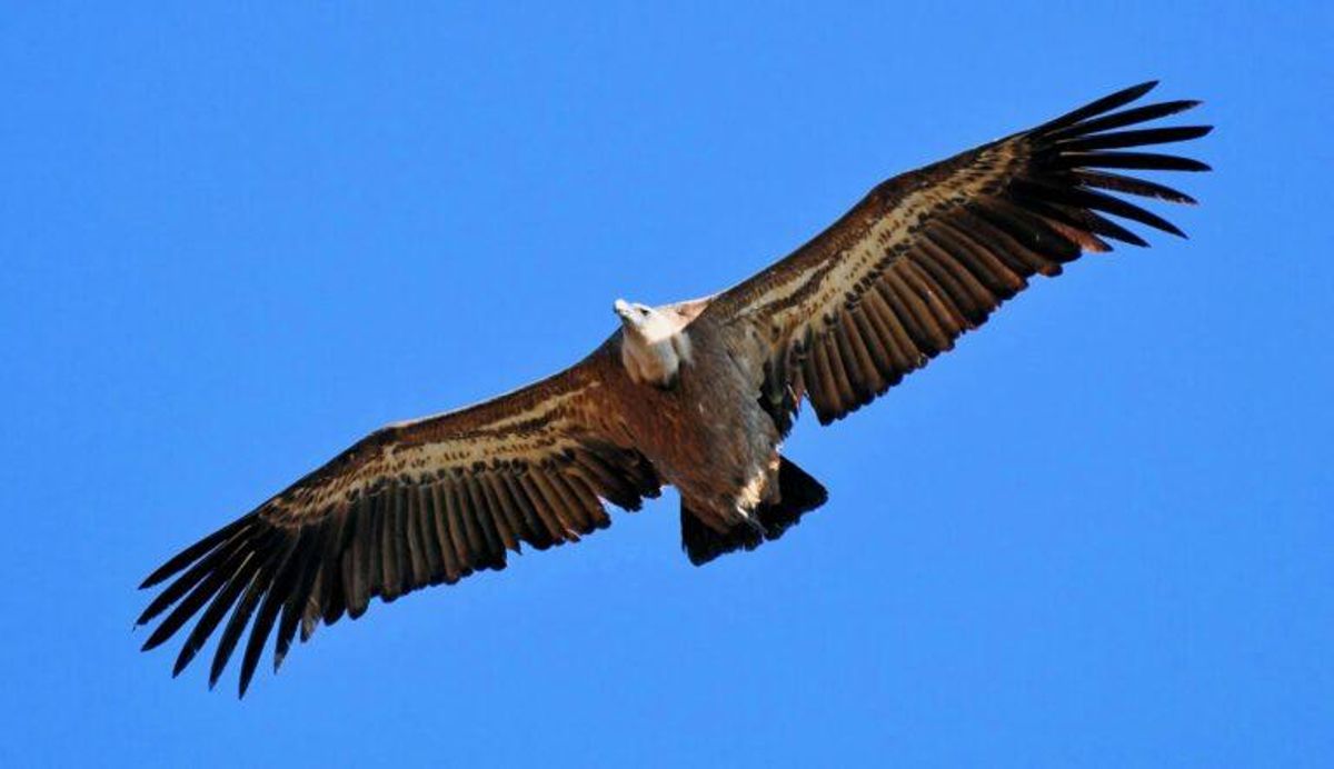 Doce avionetas estrelladas en España desde 2000 por chocar con aves Doce avionetas estrelladas en España desde 2000 por chocar con aves