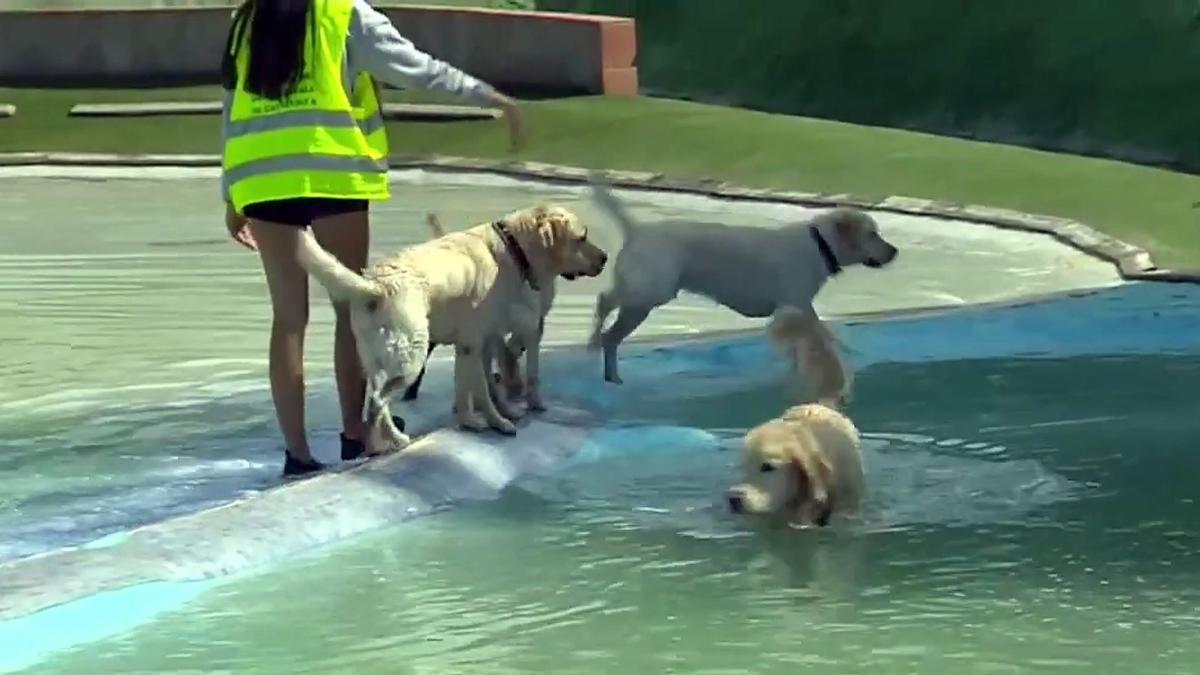 Una cincuentena de perros guía se bañan con sus dueños en un parque acuático