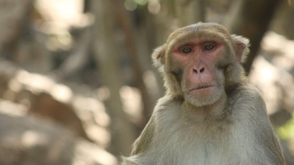 Der größte Katalog an Primaten-DNA öffnet die Türen zur Genetik und zur menschlichen Gesundheit