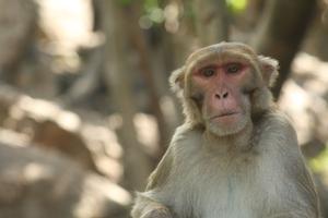 Los macacos son uno de los 43 primates, incluyendo al ser humano, que fueron estudiados en el marco del Proyecto Zoonomia.