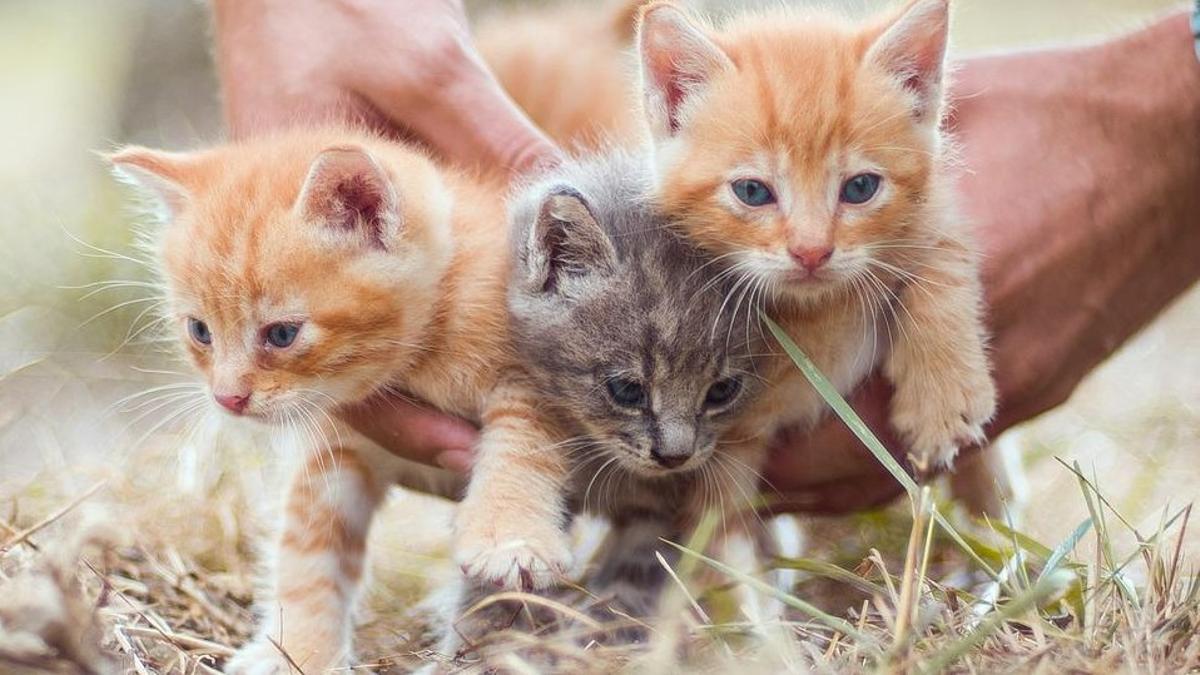 Adoptar un gato: 5 a tener en para su adopción