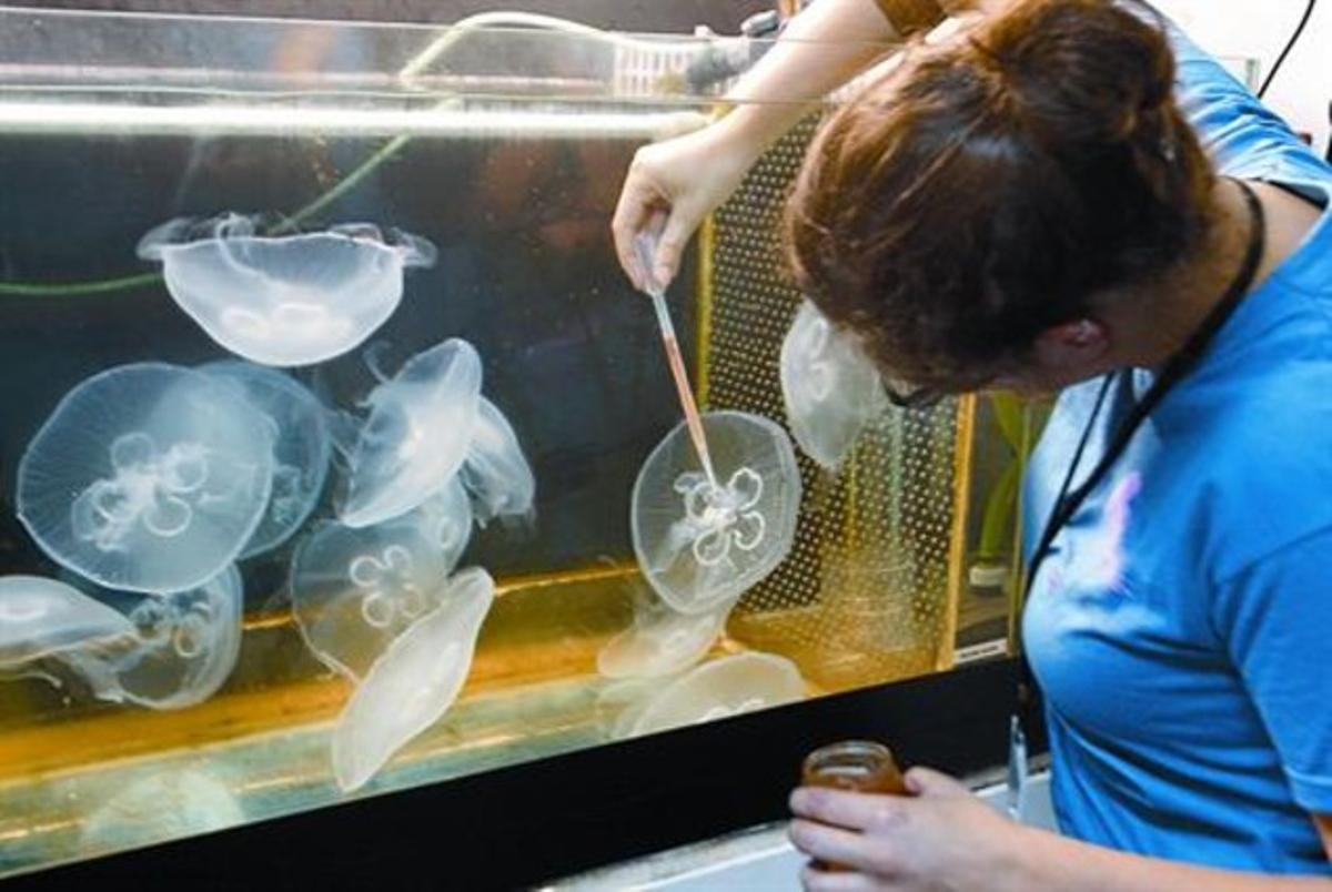 Tanque de investigación con medusas en el Instituto de Ciencias del Mar del CSIC, en Barcelona.