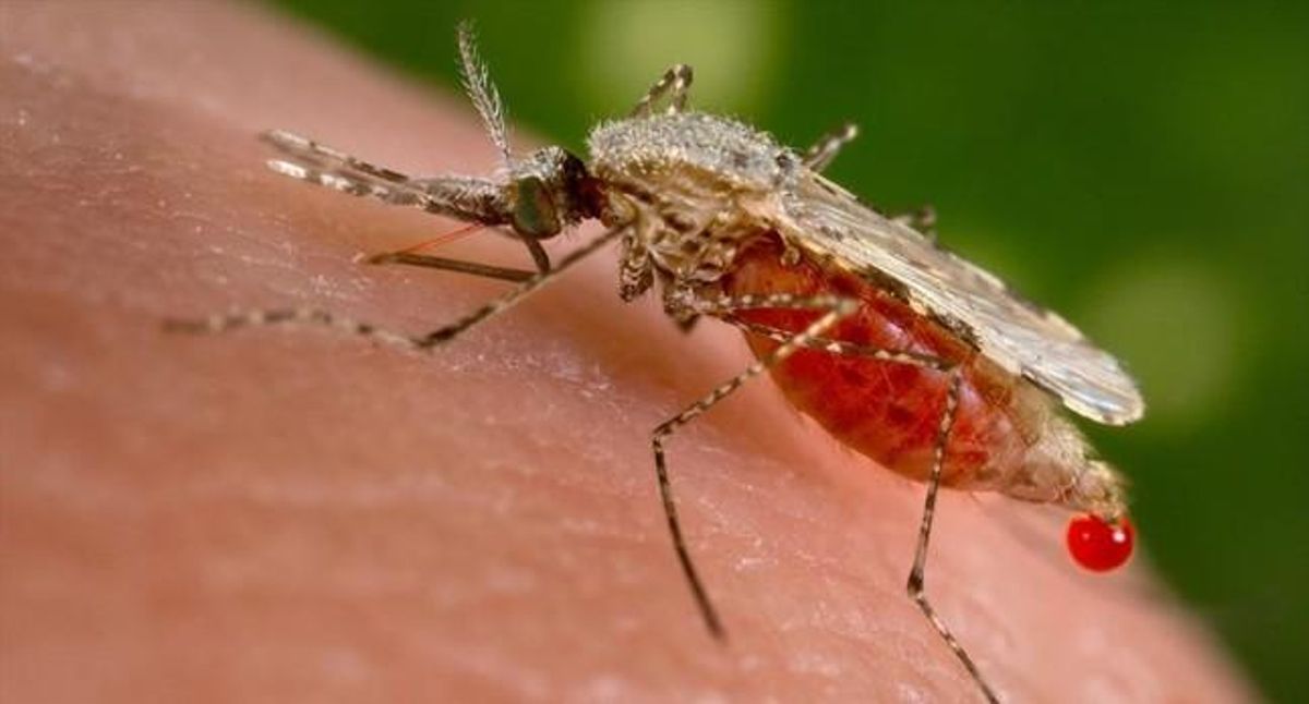 Un mosquito ’Anopheles stephensi’ obtiene una muestra de sangre de un huésped humano. Un mosquito ’Anopheles stephensi’ obtiene una muestra de sangre de un huésped humano.