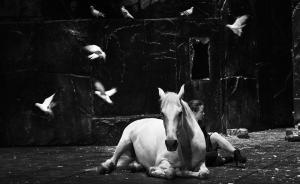 Las palomas, el caballo y Camille Decourtye, en una escena de ‘Falaise’.