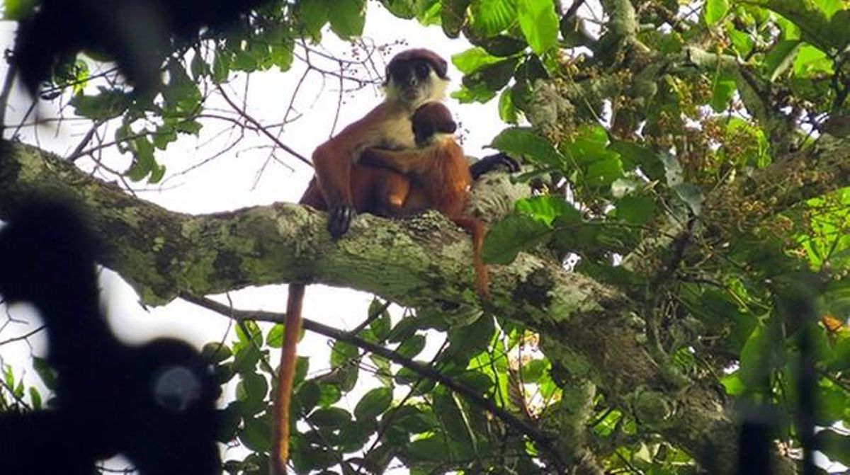 Ejemplares de colobo de Bouvier fotografiados en el parque nacional Ntokou-Pikounda, en la República del Congo. Ejemplares de colobo de Bouvier fotografiados en el parque nacional Ntokou-Pikounda, en la República del Congo.