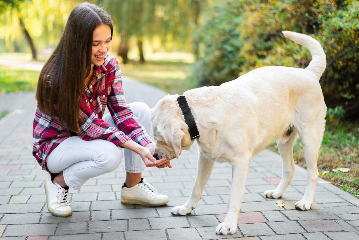 ¿Qué es y cómo funcionan los collares para ayudar a tu perro en su comportamiento?