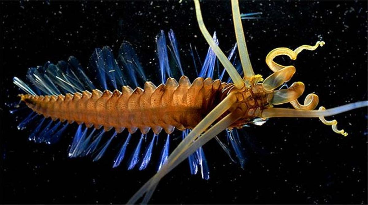 Una rara espècie, barreja de cuc i calamar, trobada al mar de Cèlebes, al sud-est d’Àsia.