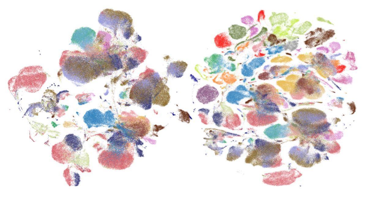 Visualización de diferentes tipos de células del cuerpo humano recopiladas en el atlas creado por el consorcio Tabula Sapiens