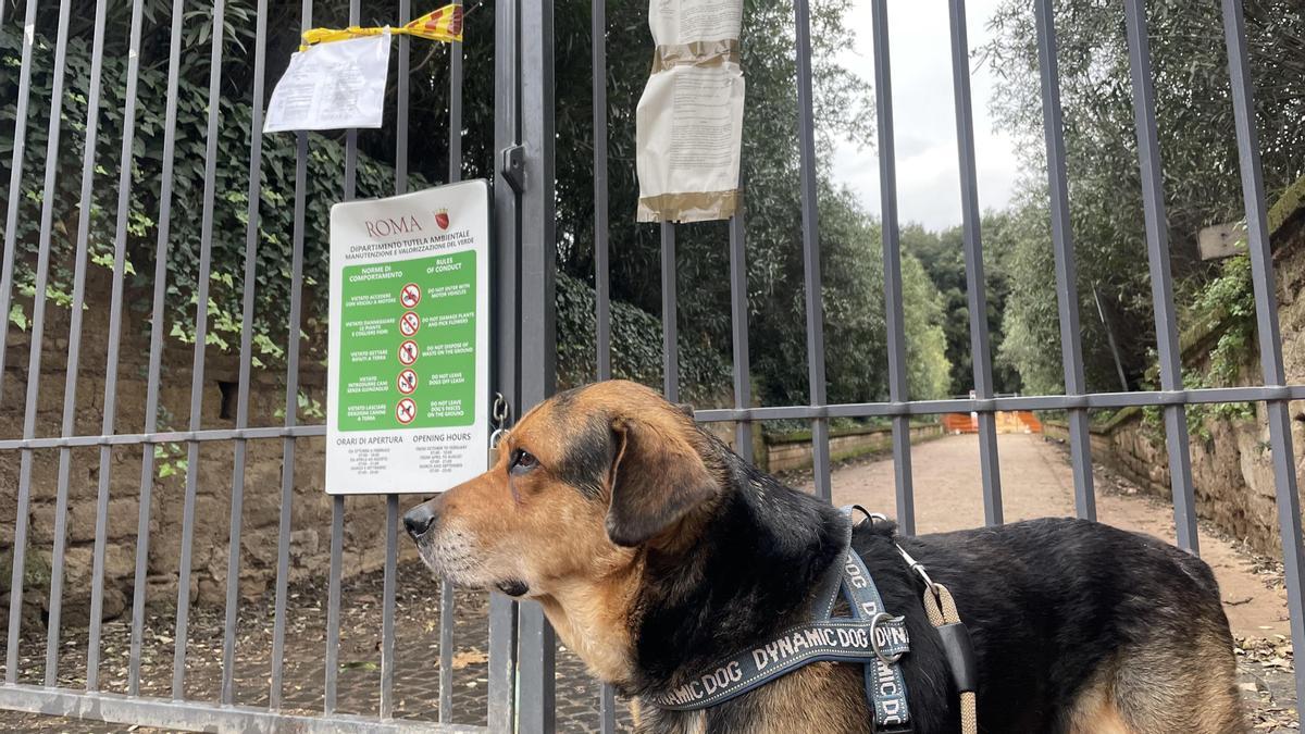 Un perro delante del parque Villa Doria Pamphilj de Roma, cerrado por gripe aviar.