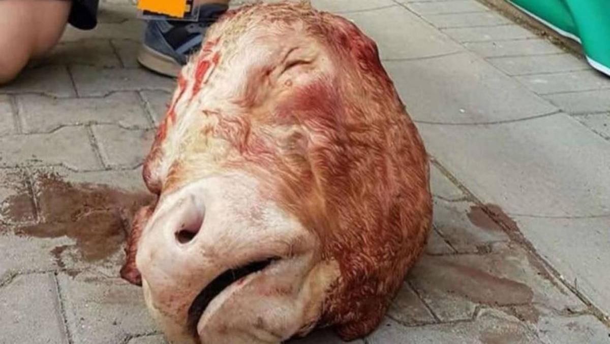 La cabeza de toro que los fans del Dynamo de Dresden lanzaron al terreno de juego. La cabeza de toro que los fans del Dynamo de Dresden lanzaron al terreno de juego.
