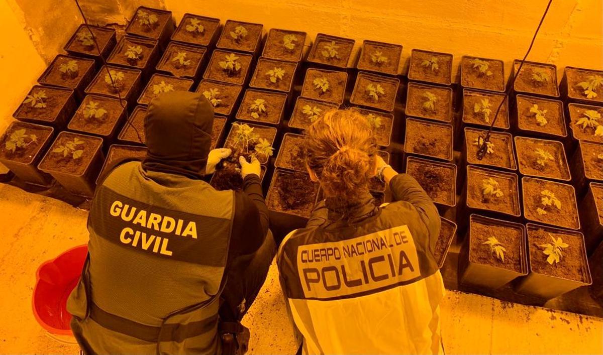 Un guardia civil y una policía examinan brotes de marihuana en Toledo, durante un golpe al narcotráfico el pasado 13 de noviembre.