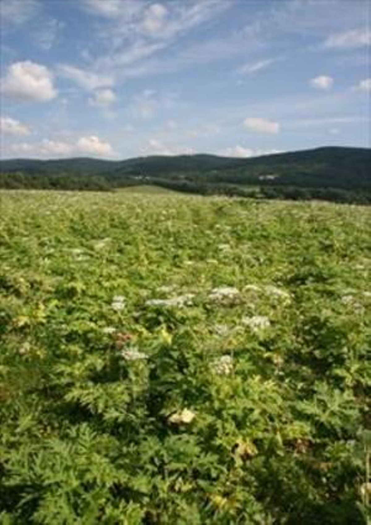 Campo de la República Checa cubierto de perejil gigante, una planta originaria del Cáucaso que ahora crece como invasora en buena parte de Europa central. Campo de la República Checa cubierto de perejil gigante, una planta originaria del Cáucaso que ahora crece como invasora en buena parte de Europa central.