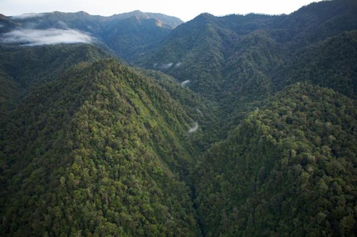 Vista aérea de una selva de Papúa Nueva Guinea. Vista aérea de una selva de Papúa Nueva Guinea.