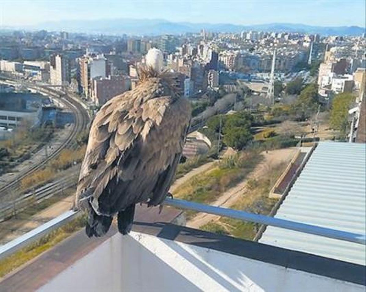 El ejemplar de buitre común avistado en L’Hospitalet, en una terraza de un bloque del barrio de la Torrassa. El ejemplar de buitre común avistado en L’Hospitalet, en una terraza de un bloque del barrio de la Torrassa.