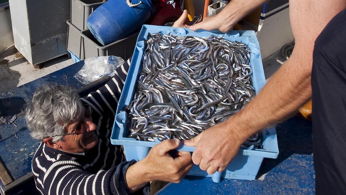 Acaba la pesca de sonso a Catalunya 2 mesos abans del que es preveia per la falta de captures
