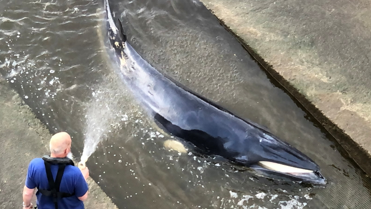 Los rescatadores remojan a la ballena con una manguera Los rescatadores remojan a la ballena con una manguera