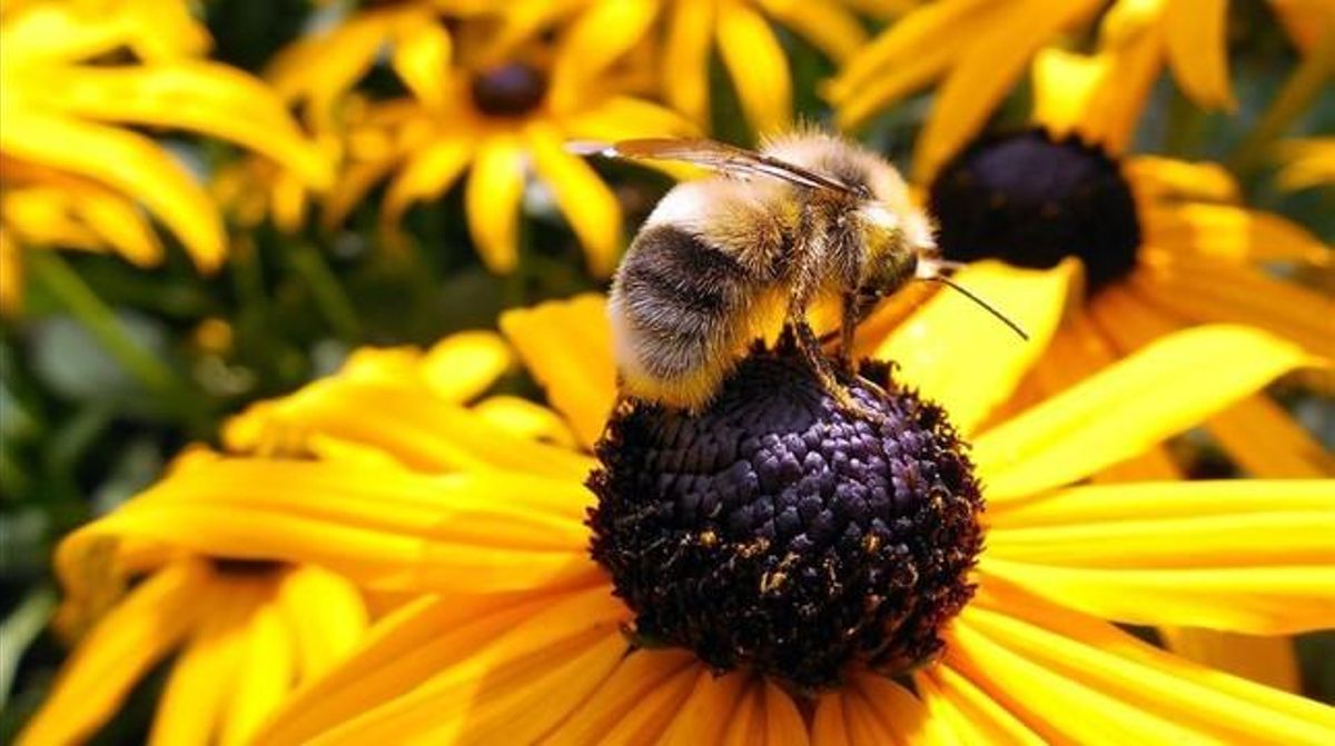 Una abeja polinizadora en una vistosa flor. Una abeja polinizadora en una vistosa flor.