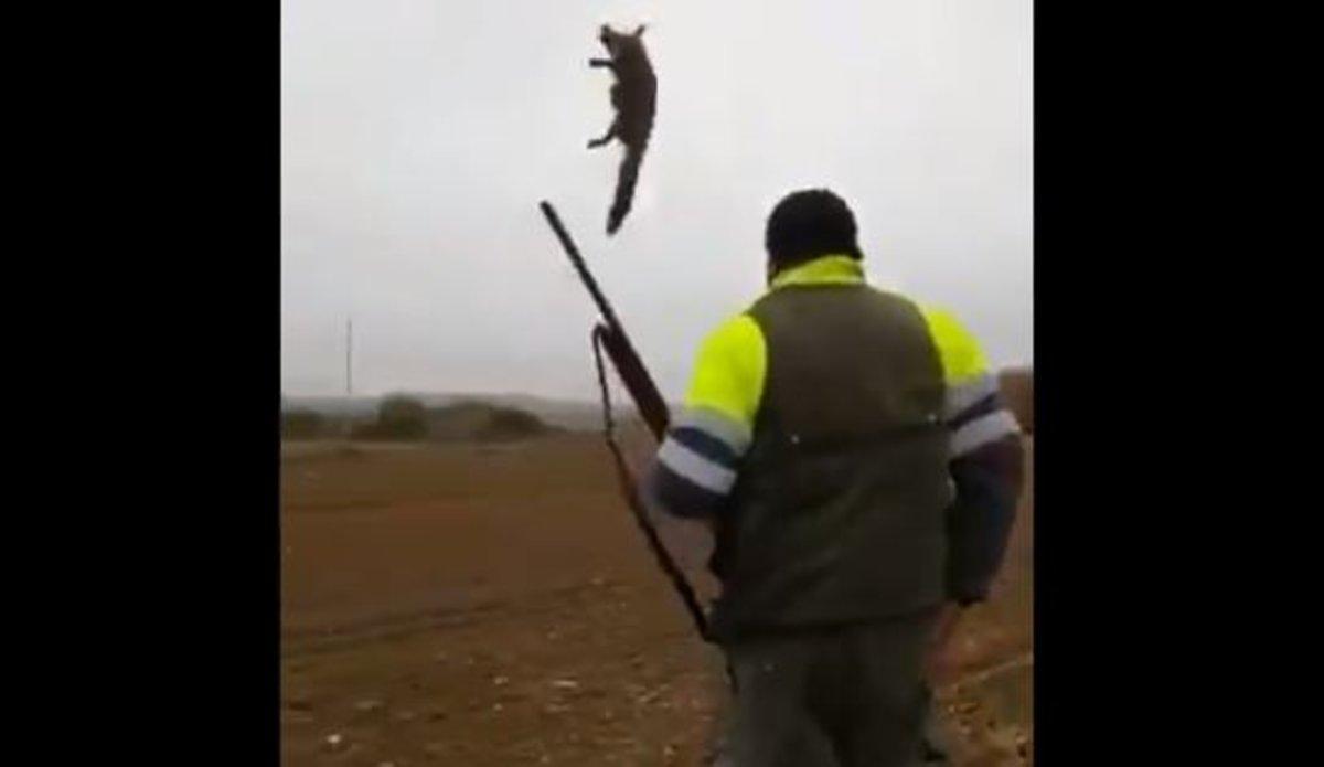 Confirmat l'arxivament del cas contra el caçador que va torturar una guineu