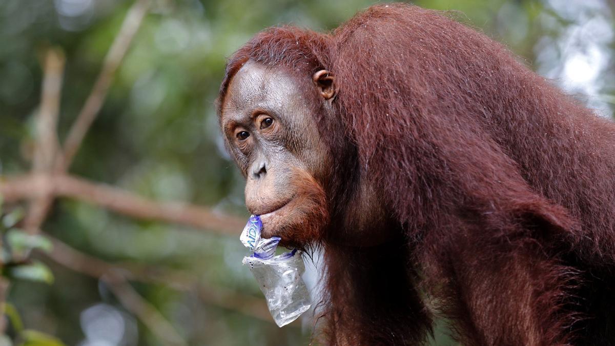 Identificada una nueva especie de orangután en Sumatra