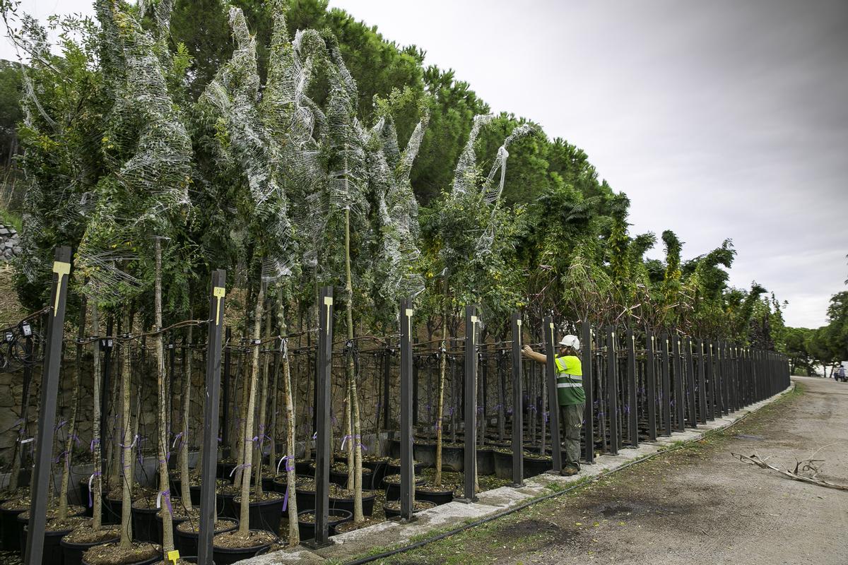 Plantació massiva de 8.000 arbres als carrers de Barcelona