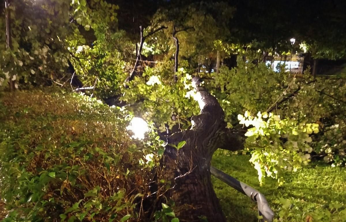 Árbol caído en el parque de Can Mulà de Mollet del Vallès. Árbol caído en el parque de Can Mulà de Mollet del Vallès.