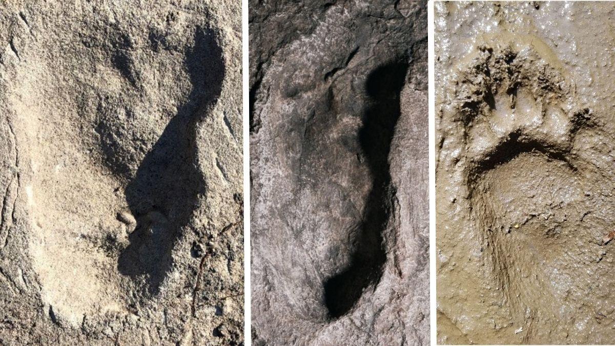 Comparación de las huellas halladas en Laetoli. A la izquierda, la pisada de un ’Australopitecus’. Al centro, el rastro de un homínido hasta ahora desconocido. A la derecha, muestra de un oso. 
