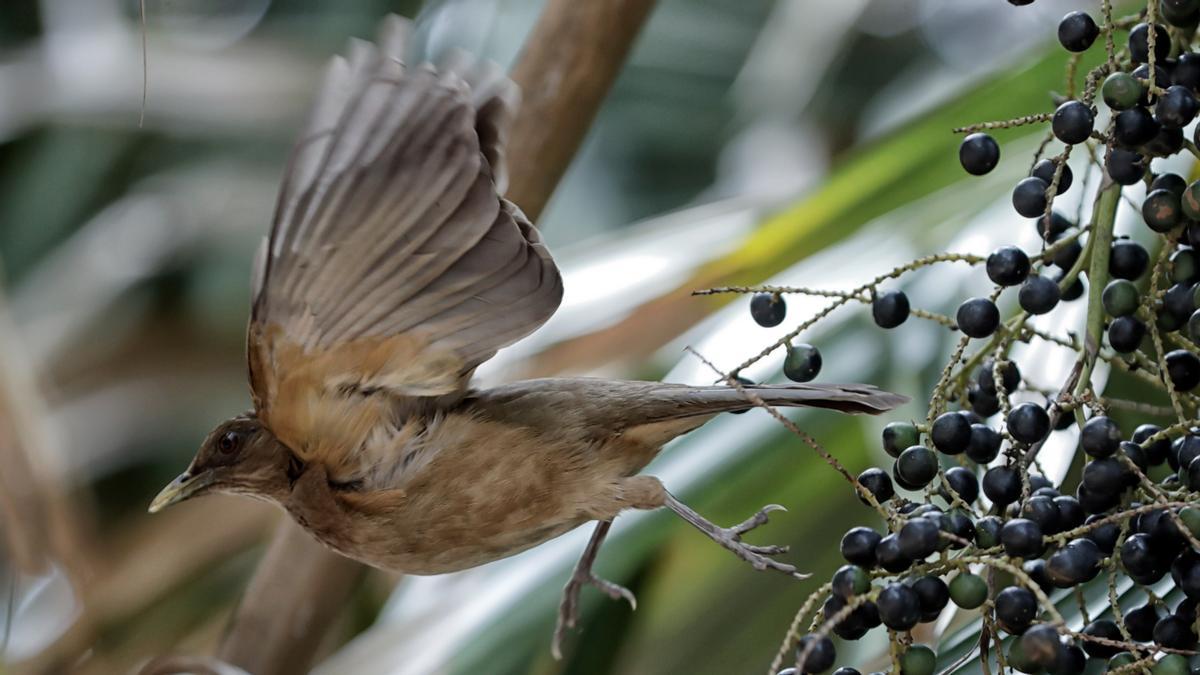 Un pájaro sale volando de una rama en Tegucigalpa (Honduras).