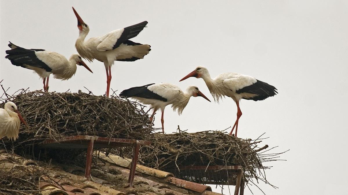La defecació de les aus sobre les seves potes, un indicador del canvi climàtic