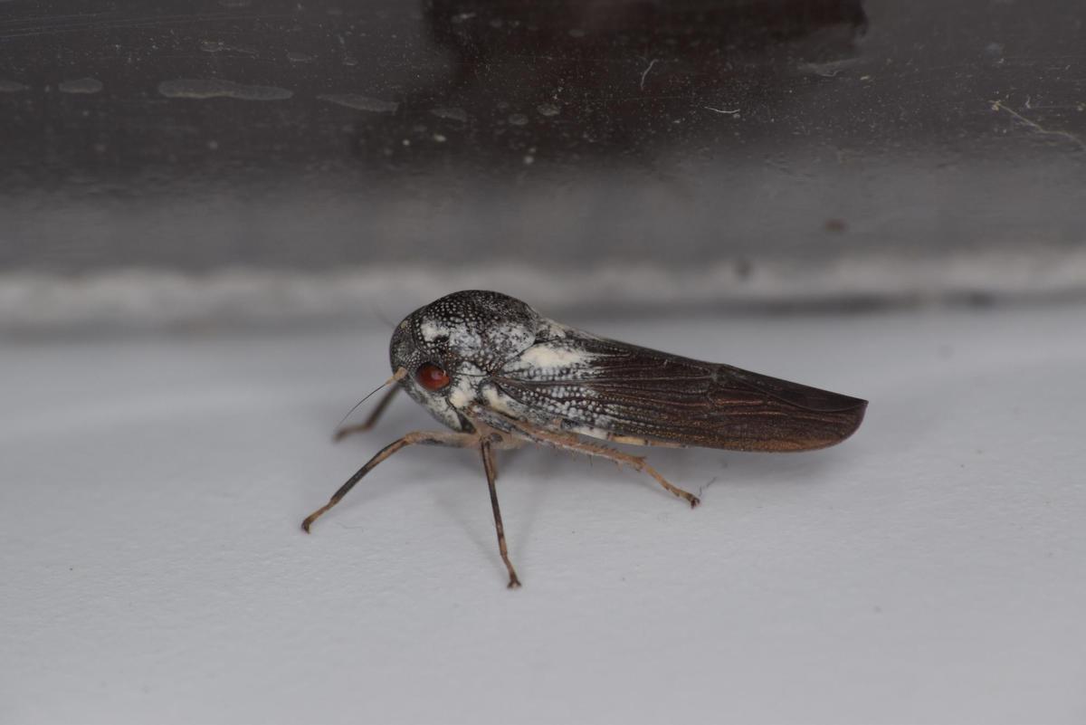 La chicharra recién descubierta Phlogis kibalensis. EFE/Alvin Helden, de la Universidad Anglia Ruskin/Foto cedida