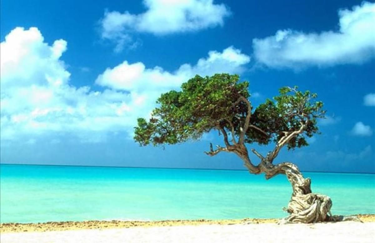 Una playa de la isla de Aruba. Una playa de la isla de Aruba.