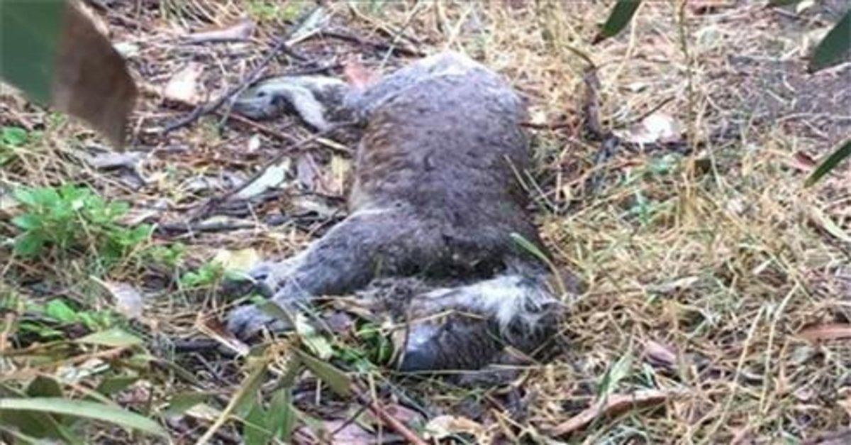 Un koala muerto en la tala de eucaliptus en Australia. Un koala muerto en la tala de eucaliptus en Australia.
