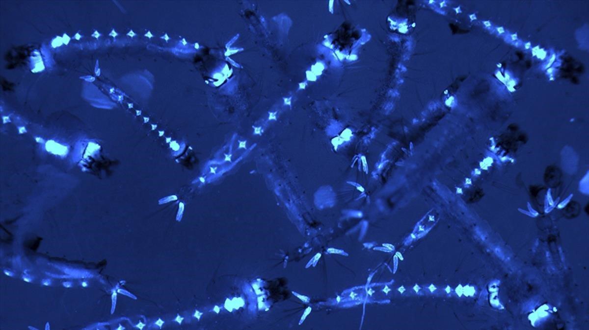 Imagen microscópica de unas larvas de mosquito modificadas genéticamente para combatir la malaria