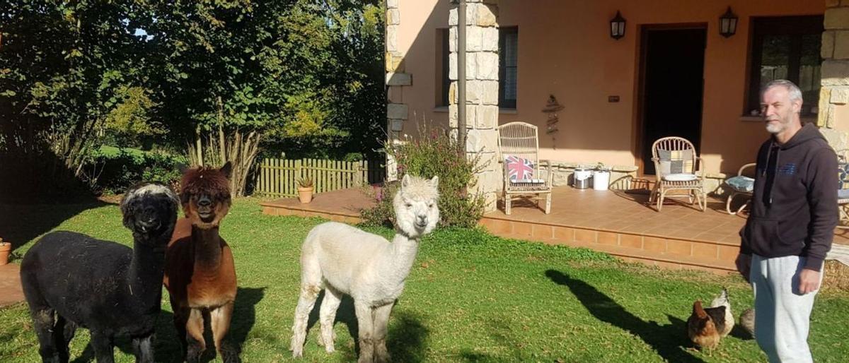 El primer hotel rural que acoge a alpacas está en Asturias