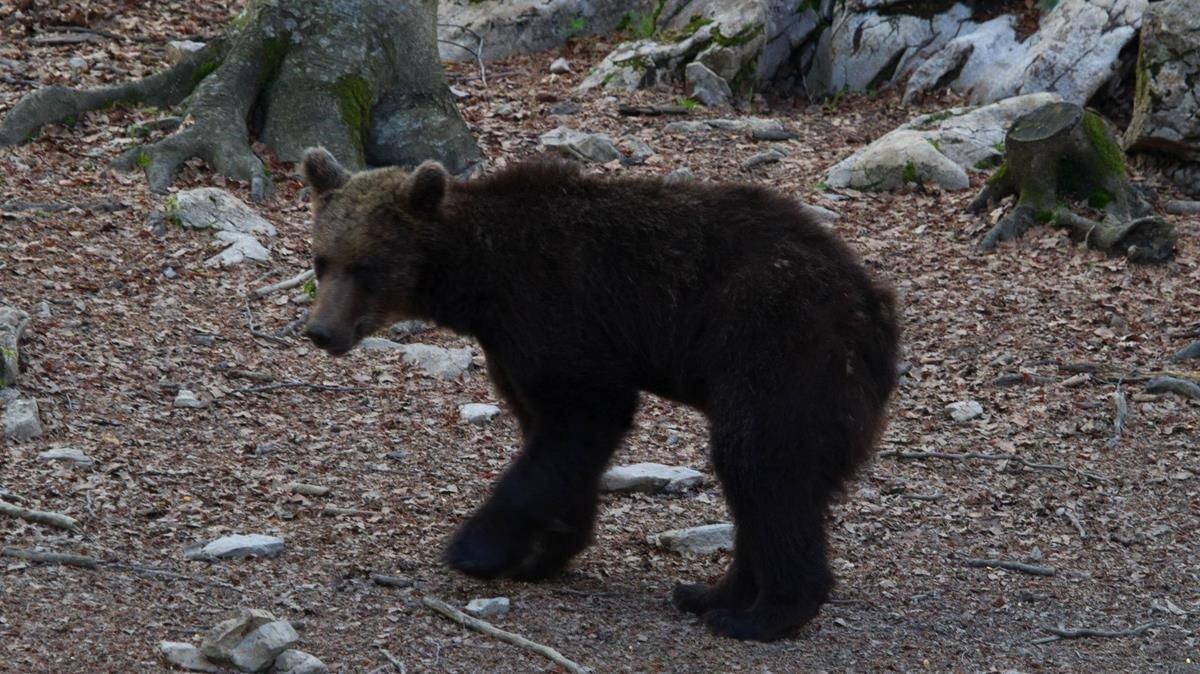 El oso Goiat liberado en los Pirineos en el año 2016.