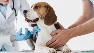 Una veterinaria le pone una inyección a un perro