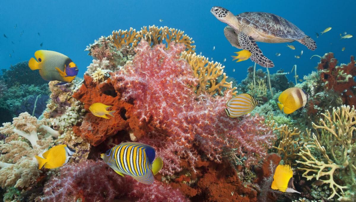 Descubren un arrecife de ‘supercorales’ resistentes al CO2 Descubren un arrecife de ‘supercorales’ resistentes al CO2