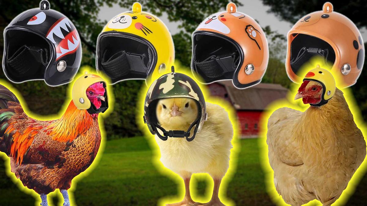 ¿Por qué se venden cascos para gallinas?