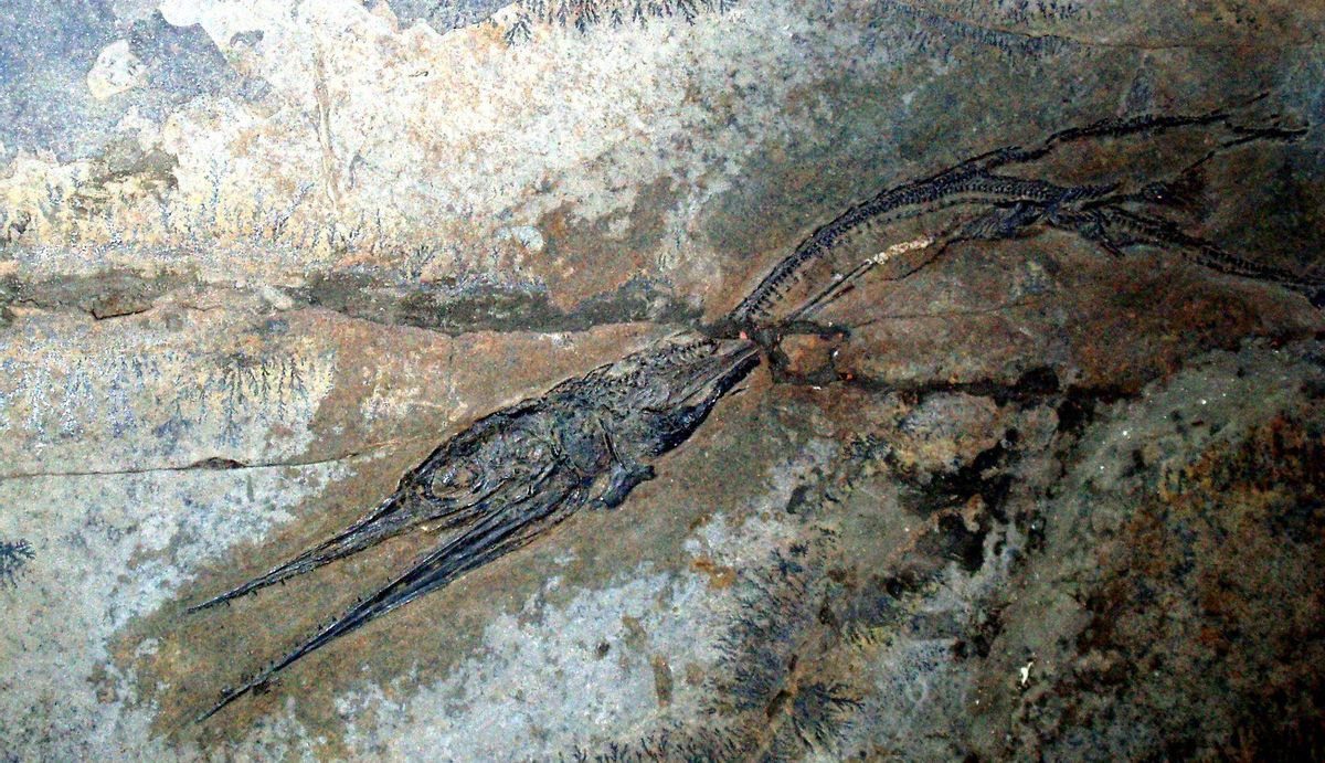 Una explosión de vida siguió a la mayor extinción masiva de la Tierra Una explosión de vida siguió a la mayor extinción masiva de la Tierra