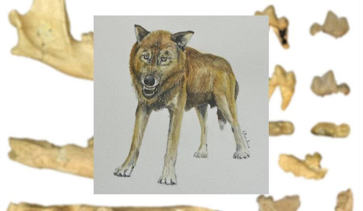 Descubren el fósil de una nueva especie de pequeño lobo en Granada Descubren el fósil de una nueva especie de pequeño lobo en Granada