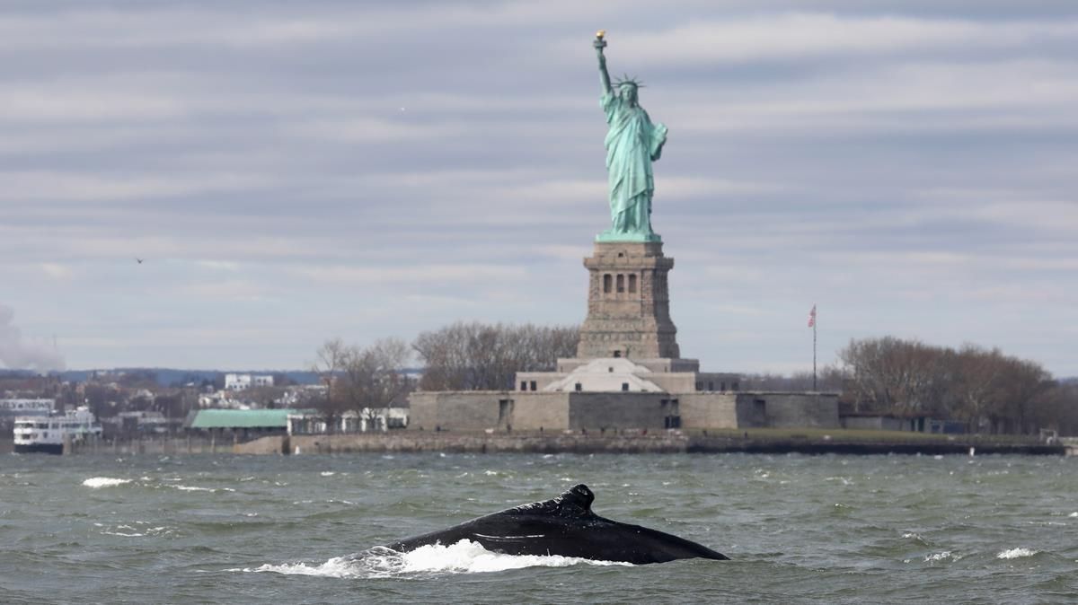 Una ballena jorobada nada junto a la Estatua de la Libertad de Nueva York Una ballena jorobada nada junto a la Estatua de la Libertad de Nueva York