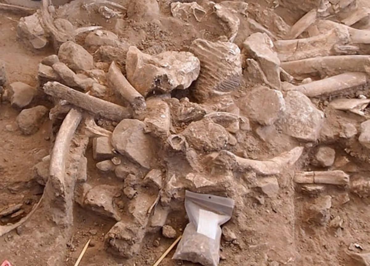 Los humanos vivieron en América del Norte hace casi 40.000 años Los humanos vivieron en América del Norte hace casi 40.000 años