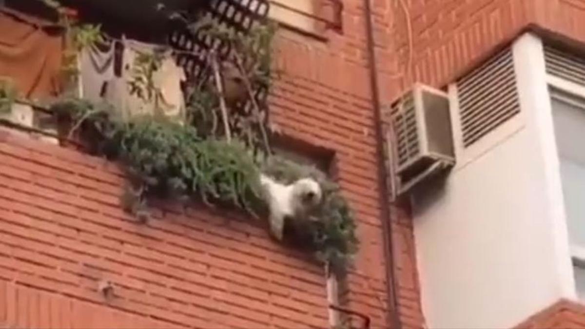 Rescatat un gos que va caure del balcó d’un segon pis a Novelda (Alacant)