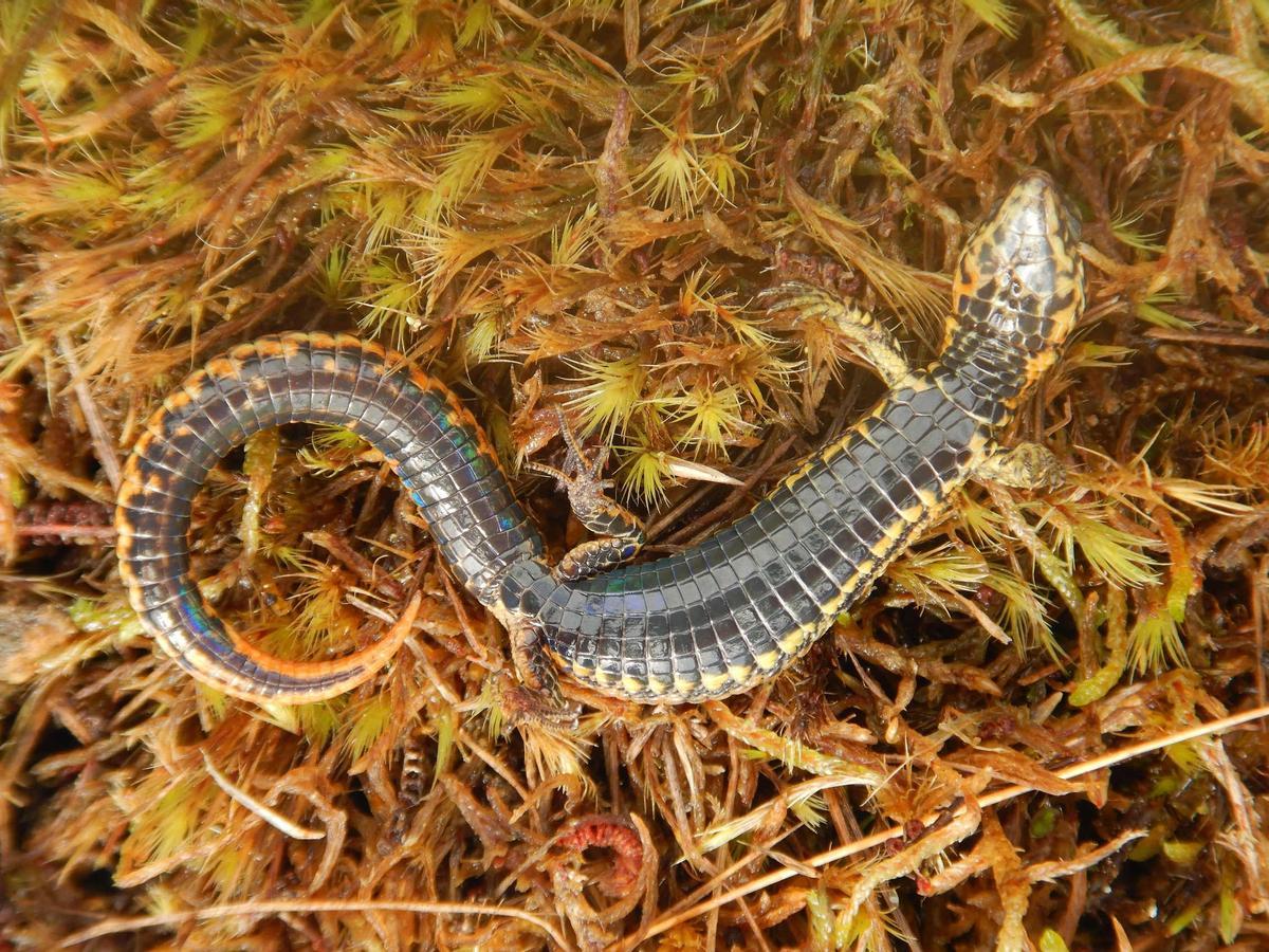 Fotografía sin fecha cedida hoy por el Servicio Nacional de Áreas Naturales Protegidas por el Estado (Sernanp), que muestra una nueva especie de lagartija. EFE/Sernanp