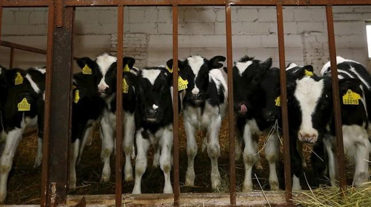 Vacas en una granja de Bielorrusia. Vacas en una granja de Bielorrusia.
