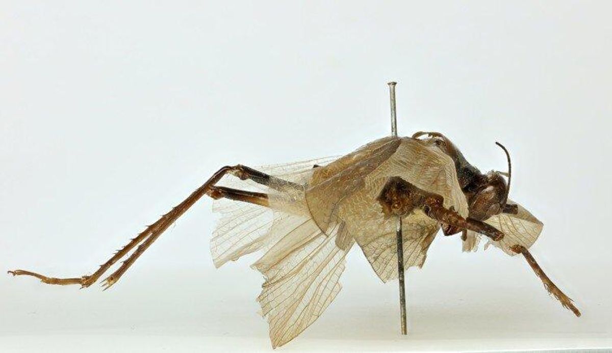 Un insecto visto por última vez en 1869 ha vuelto a cantar Un insecto visto por última vez en 1869 ha vuelto a cantar