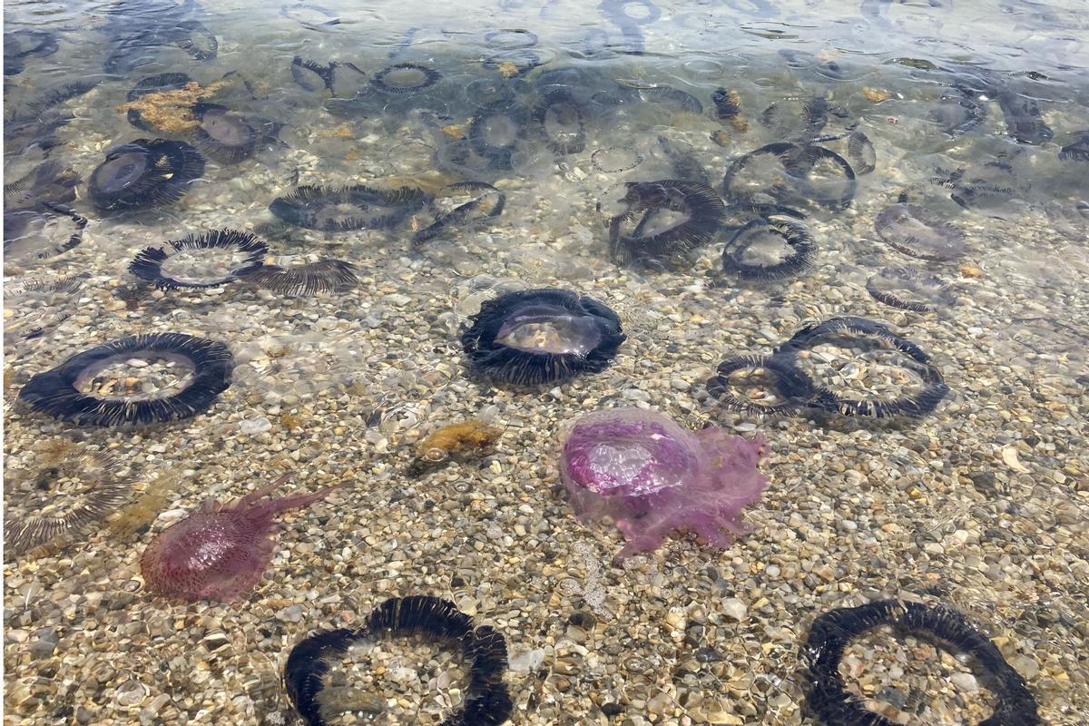 ¿En qué playas de Barcelona se han detectado medusas?