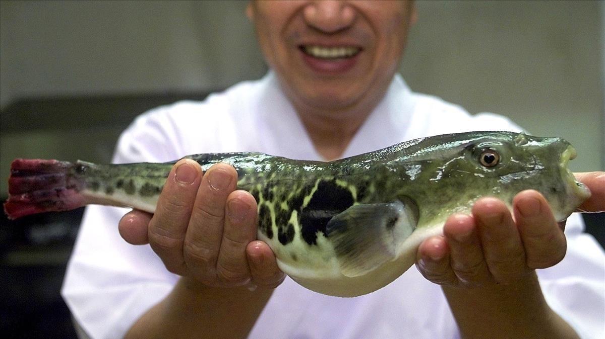 Un cocinero sostiene un pez globo.