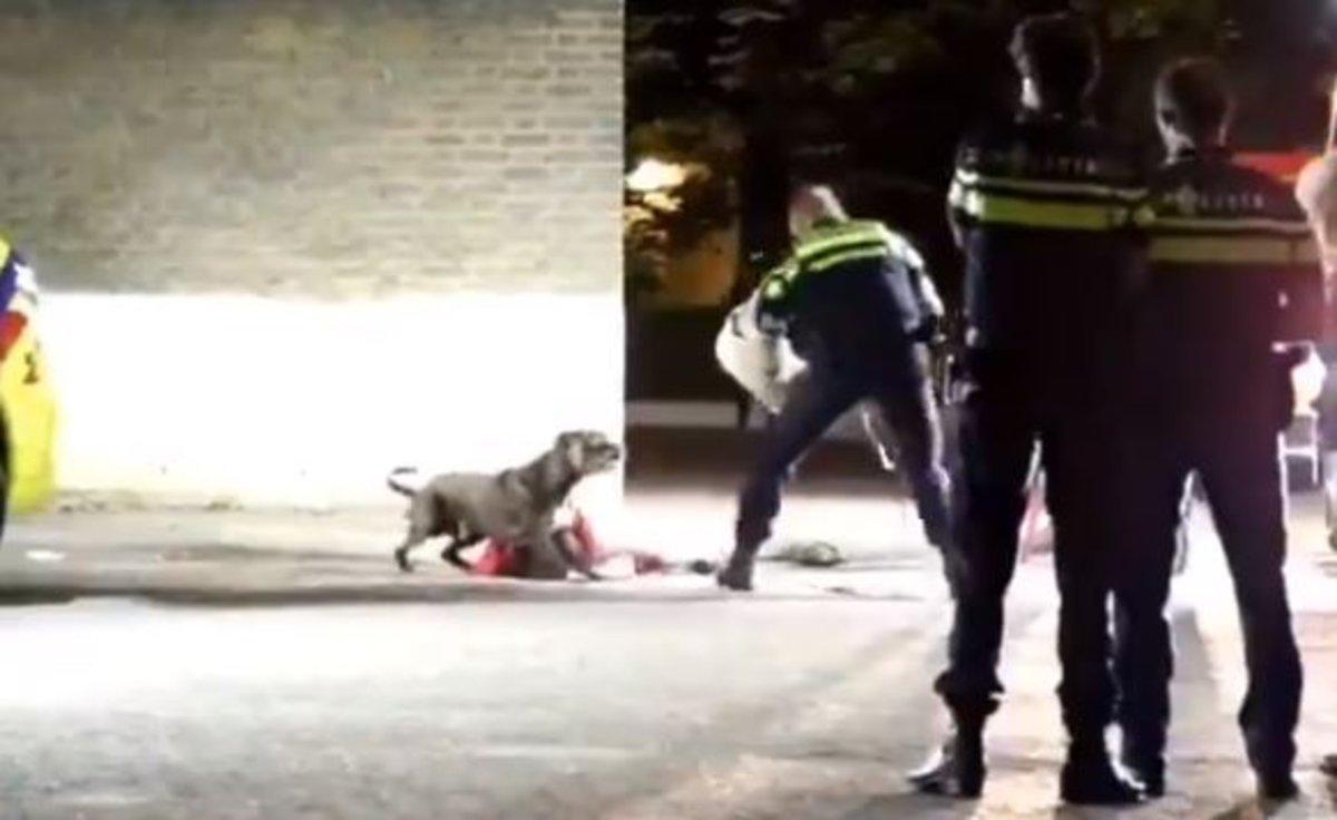 El vídeo que muestra cómo la policía puede controlar a un perro en una emergencia sin dañarlo